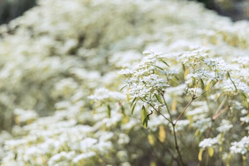 秋冬必賞！新社純白花海浪漫登場！白雪木花海如夢似幻