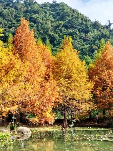 夢幻季節限定！南庄雲水落羽松x純白鋼琴 帶你拍出雜誌美照！