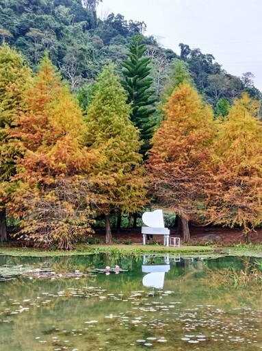 夢幻季節限定！南庄雲水落羽松x純白鋼琴 帶你拍出雜誌美照！