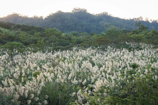 苗栗三灣隱藏版芒草奇景│高山白芒與落日餘暉交織唯美夕照！