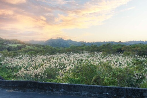 苗栗三灣隱藏版芒草奇景│高山白芒與落日餘暉交織唯美夕照！