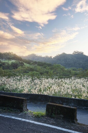 苗栗三灣隱藏版芒草奇景│高山白芒與落日餘暉交織唯美夕照！