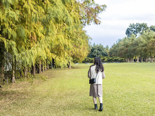 石岡也有落羽松！秋冬限定景色教你拍 一秒出唯美打卡照！