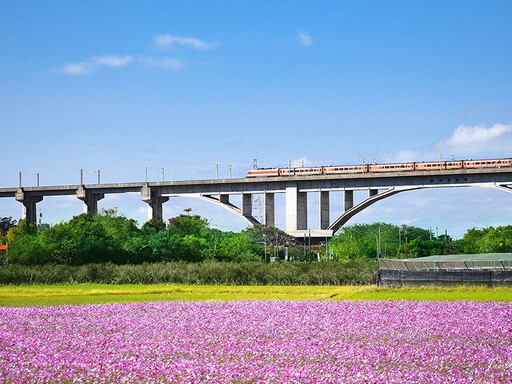 花海遇上高架鐵道！苗栗三義鯉魚潭村 波斯菊花海寫意浪漫！