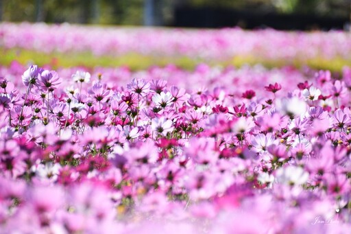 花海遇上高架鐵道！苗栗三義鯉魚潭村 波斯菊花海寫意浪漫！