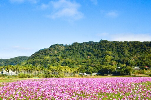 花海遇上高架鐵道！苗栗三義鯉魚潭村 波斯菊花海寫意浪漫！