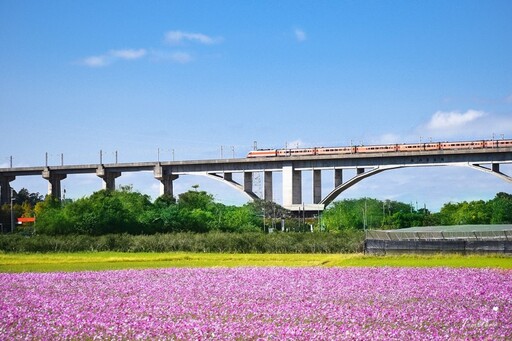 花海遇上高架鐵道！苗栗三義鯉魚潭村 波斯菊花海寫意浪漫！