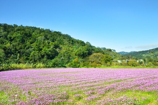 花海遇上高架鐵道！苗栗三義鯉魚潭村 波斯菊花海寫意浪漫！