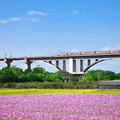 花海遇上高架鐵道！苗栗三義鯉魚潭村 波斯菊花海寫意浪漫！