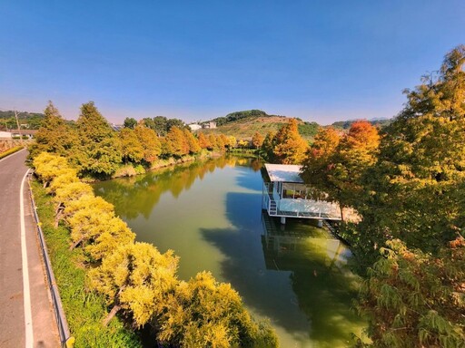 嘉義秘境大公開！迷霧松境落羽松季節 夢幻美景等你來打卡！