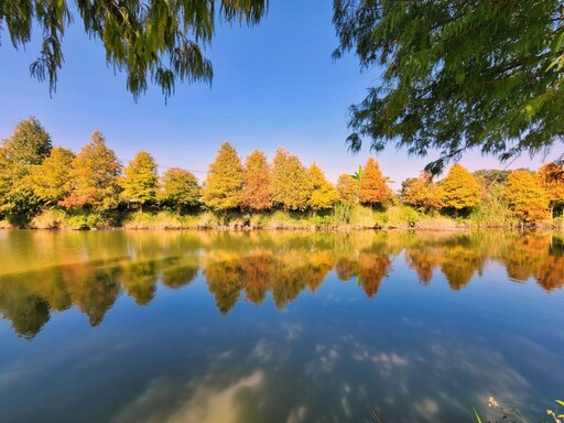 嘉義秘境大公開！迷霧松境落羽松季節 夢幻美景等你來打卡！