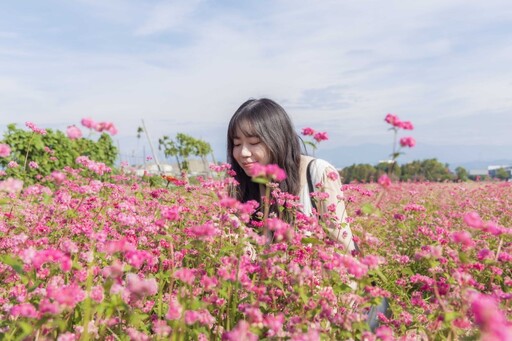 台中霧峰爆紅新景點！8公頃花海綻放 粉紅蕎麥夢幻登場！