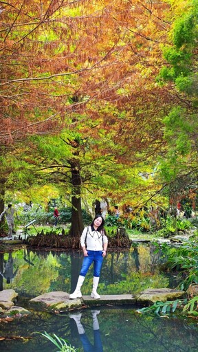 南投埔里最美打卡點！秋冬浪漫落羽松x七彩小屋絕美登場！