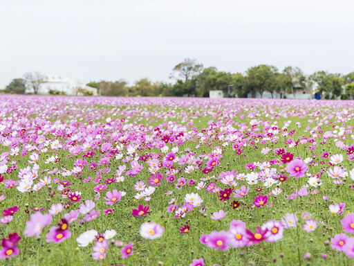 和美波斯菊花海綻放中！15公頃夢幻粉紅海 療癒系美景搶先拍