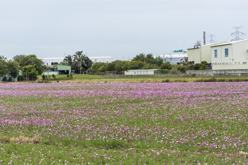 和美波斯菊花海綻放中！15公頃夢幻粉紅海 療癒系美景搶先拍