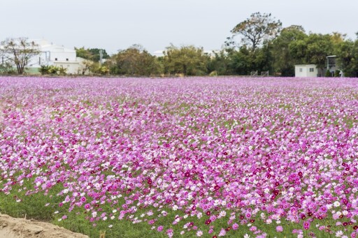 和美波斯菊花海綻放中！15公頃夢幻粉紅海 療癒系美景搶先拍