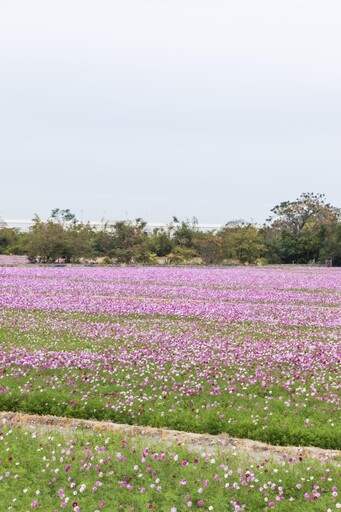 和美波斯菊花海綻放中！15公頃夢幻粉紅海 療癒系美景搶先拍