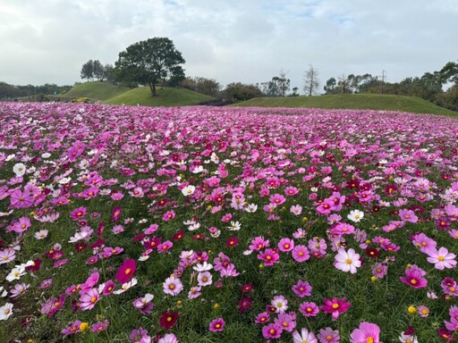 台中后里浪漫花海迎新年！大坪數波斯菊花海賞景走春趣！