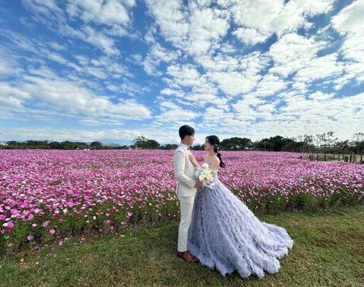 台中后里浪漫花海迎新年！大坪數波斯菊花海賞景走春趣！