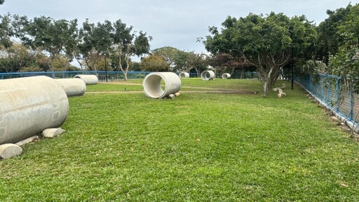 台中后里浪漫花海迎新年！大坪數波斯菊花海賞景走春趣！