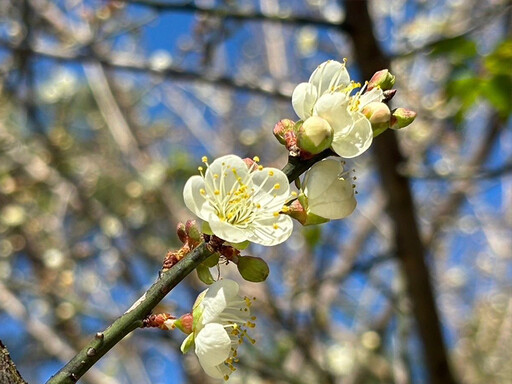 新年賞梅趣！桃園角板山梅花季、傳統技藝探索北橫冬季！