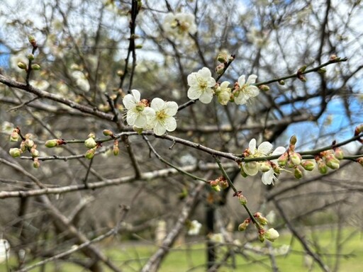 新年賞梅趣！桃園角板山梅花季、傳統技藝探索北橫冬季！