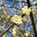 新年賞梅趣！桃園角板山梅花季、傳統技藝探索北橫冬季！