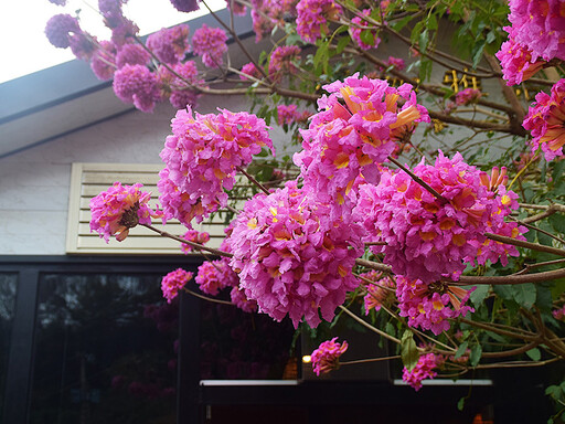 粉紅季節限定！新埔九芎湖紅花風鈴木 限時綻放等你來拍！