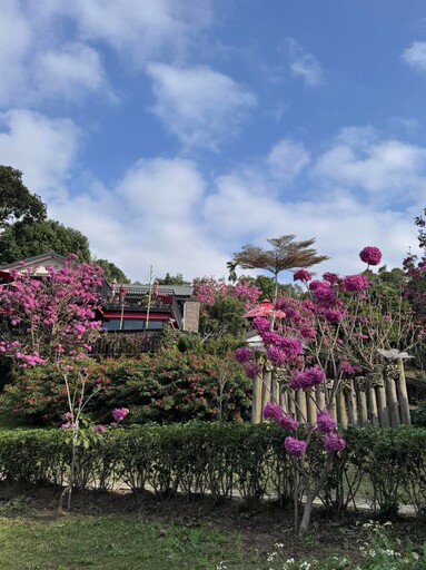 粉紅季節限定！新埔九芎湖紅花風鈴木 限時綻放等你來拍！