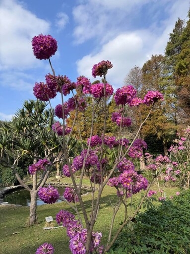 粉紅季節限定！新埔九芎湖紅花風鈴木 限時綻放等你來拍！