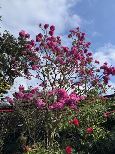 粉紅季節限定！新埔九芎湖紅花風鈴木 限時綻放等你來拍！