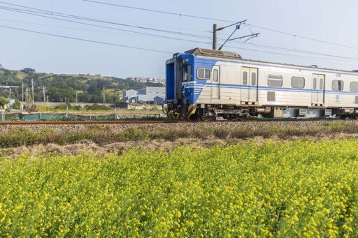 「黃金花海×列車奇蹟」！苗栗五南里限定 爆紅美景超夢幻！