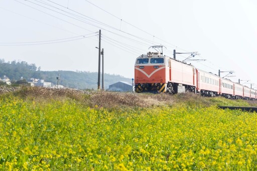 「黃金花海×列車奇蹟」！苗栗五南里限定 爆紅美景超夢幻！