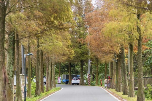 全台唯一美到改名！桃園大溪「落羽松大道」夢幻冬日打卡點