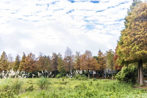 全台唯一美到改名！桃園大溪「落羽松大道」夢幻冬日打卡點