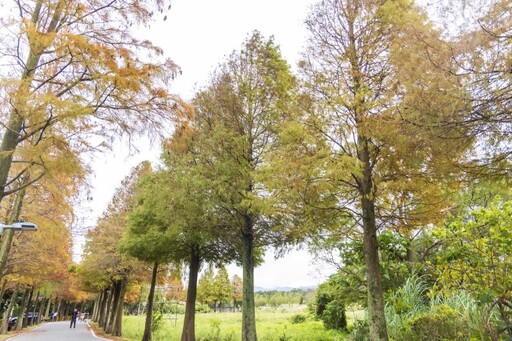 全台唯一美到改名！桃園大溪「落羽松大道」夢幻冬日打卡點