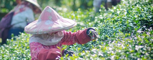 品茶老饕力推「窨薰茶」！清新花果香、濃厚茶香輕鬆入睡！