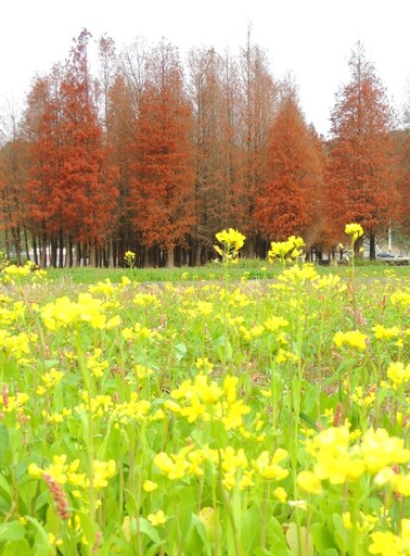 苗栗隱藏版美景｜紅棕落羽松搭配金黃油菜花 花海控必訪！