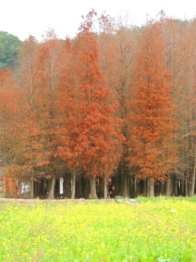 苗栗隱藏版美景｜紅棕落羽松搭配金黃油菜花 花海控必訪！