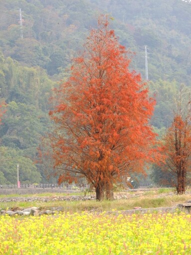 苗栗隱藏版美景｜紅棕落羽松搭配金黃油菜花 花海控必訪！