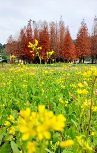 苗栗隱藏版美景｜紅棕落羽松搭配金黃油菜花 花海控必訪！