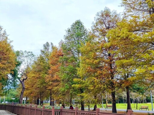 冬日詩意來臨！台北士林官邸公園 落羽松夢幻美景全攻略！