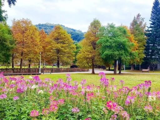 冬日詩意來臨！台北士林官邸公園 落羽松夢幻美景全攻略！