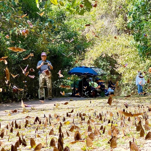 高雄旅遊│茂林雙年賞蝶盛典！觀蝶影美景、遊原鄉品美食！