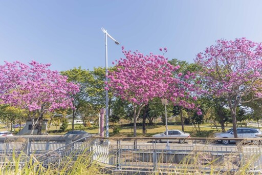 浪漫花景新解鎖！台中北屯限定粉紅棉花糖 最美花期綻放！