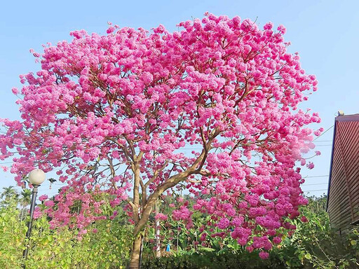 中寮甜美系賞花秘境！夢幻粉紅花海綻放 愛心花景一定要拍！