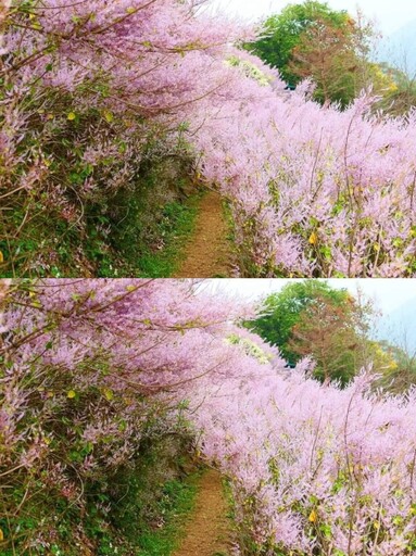 中寮甜美系賞花秘境！夢幻粉紅花海綻放 愛心花景一定要拍！