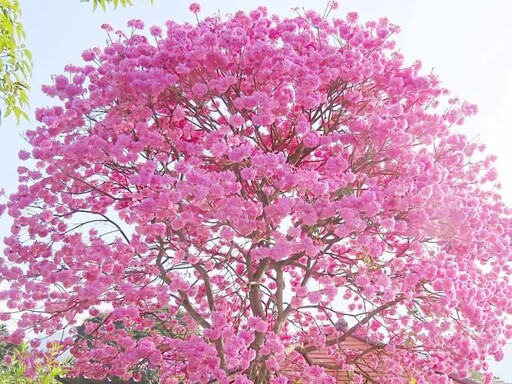 中寮甜美系賞花秘境！夢幻粉紅花海綻放 愛心花景一定要拍！