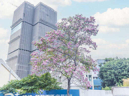 台中市區最大棵！超療癒「粉紅花椰菜」洋紅風鈴木開花了！