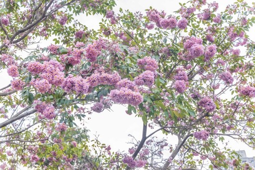 台中市區最大棵！超療癒「粉紅花椰菜」洋紅風鈴木開花了！